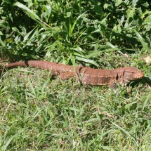 Free, large Iguana in the Tati Yupi sanctuary